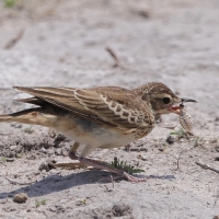 Skowroniec białobrewy - Calendulauda sabota - Sabota Lark