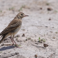 Skowroniec białobrewy - Calendulauda sabota - Sabota Lark