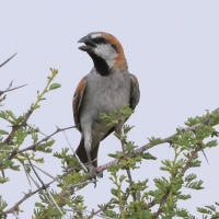 Wróbel rdzawy - Passer motitensis - Great Sparrow