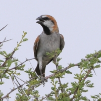 Wróbel rdzawy -  Passer motitensis - Great Sparrow