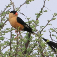 Wdówka królewska - Vidua regia - Shaft-tailed Whydah