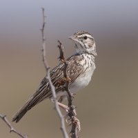 Skowroniec białobrewy - Calendulauda sabota - Sabota Lark