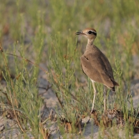 Rączak mały - Cursorius temminckii - Temminck's Courser