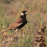 Pustynka białoucha - Eremopterix leucotis - Chestnut-backed Sparrow-Lark