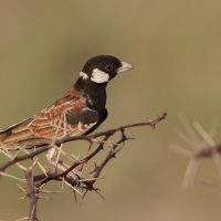 Pustynka białoucha - Eremopterix leucotis - Chestnut-backed Sparrow-Lark