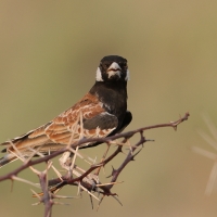 Pustynka białoucha - Eremopterix leucotis - Chestnut-backed Sparrow-Lark