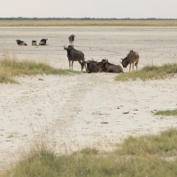 Solniska w Makgadikgadi