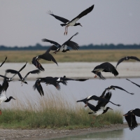 Bocian białobrzuchy - Ciconia abdimii - Abdim's Stork