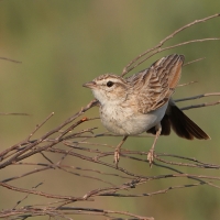Skowroniec białobrewy - Calendulauda sabota - Sabota Lark