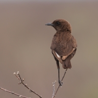 Smolarek łuskowany - Myrmecocichla formicivora - Ant-eating Chat