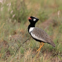 Dropik jasnoskrzydły - Afrotis afraoides - White-quilled Bustard