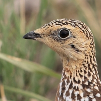 Stepówka kalaharyjska - Pterocles burchelli - Burchell's Sandgrouse