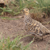 Stepówka kalaharyjska - Pterocles burchelli - Burchell's Sandgrouse