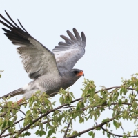 Jastrzębiak jasny - Melierax canorus - Pale Chanting Goshawk