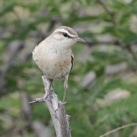 Chwastówka pustynna - Cisticola aridulus - Desert Cisticola