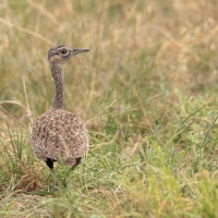 Dropik rdzawoczuby - Lophotis ruficrista - Red-crested korhaan