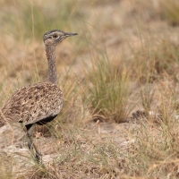 Dropik rdzawoczuby - Lophotis ruficrista - Red-crested korhaan