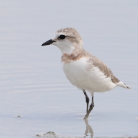 Sieweczka przylądkowa - Charadrius pallidus - Chestnut-banded Plover