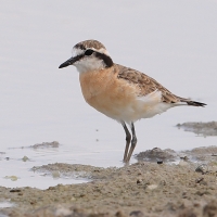 Sieweczka piaskowa - Charadrius pecuarius - Kittlitz's Plover