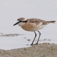 Sieweczka piaskowa - Charadrius pecuarius - Kittlitz's Plover