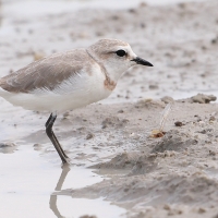 Sieweczka przylądkowa - Charadrius pallidus - Chestnut-banded Plover