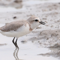 Sieweczka przylądkowa - Charadrius pallidus - Chestnut-banded Plover