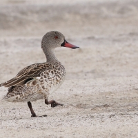 Cyraneczka płowa - Anas capensis - Cape Teal
