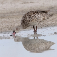 Cyraneczka płowa - Anas capensis - Cape Teal