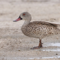 Cyraneczka płowa - Anas capensis - Cape Teal