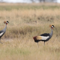 Koronnik szary - Balearica regulorum - Grey Crowned Crane