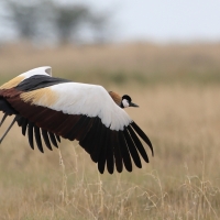 Koronnik szary - Balearica regulorum - Grey Crowned Crane