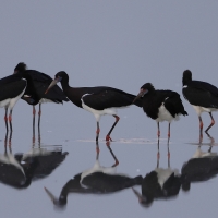Bocian białobrzuchy - Ciconia abdimii - Abdim's Stork