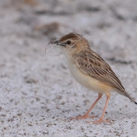Chwastówka pustynna - Cisticola aridulus - Desert Cisticola