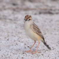 Chwastówka pustynna - Cisticola aridulus - Desert Cisticola
