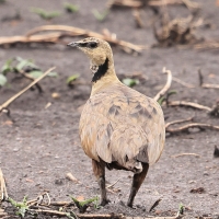 Stepówka żółtogardła - Pterocles gutturalis - Yellow-throated Sandgrouse