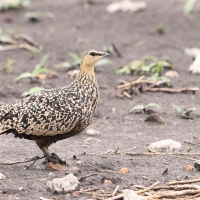 Stepówka żółtogardła - Pterocles gutturalis - Yellow-throated Sandgrouse