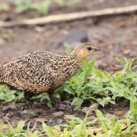 Stepówka żółtogardła - Pterocles gutturalis - Yellow-throated Sandgrouse