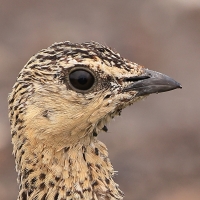 Stepówka żółtogardła - Pterocles gutturalis - Yellow-throated Sandgrouse