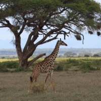 Żyrafa masajska - Giraffa tippelskirchi - Masai giraffe
