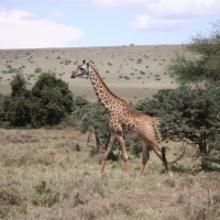 Żyrafa siatkowana - Giraffa reticulata - Reticulated giraffe