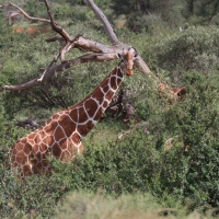 Żyrafa siatkowana - Giraffa reticulata - Reticulated giraffe