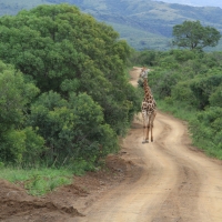 Żyrafa południowa - Giraffa giraffa - Southern giraffe
