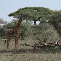 Żyrafa masajska - Giraffa tippelskirchi - Masai giraffe