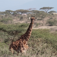 Żyrafa masajska - Giraffa tippelskirchi - Masai giraffe