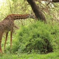 Żyrafa masajska - Giraffa tippelskirchi - Masai giraffe