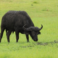 Bawół afrykański - Syncerus caffer - African buffalo