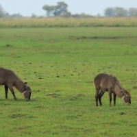 Kob śniady - Kobus ellipsiprymnus - Waterbuck
