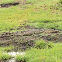 Krokodyl nilowy - Crocodylus niloticus - Nile crocodile