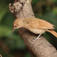 Jasnobrzuch ziemny - Phyllastrephus terrestris - Terrestrial Brownbul