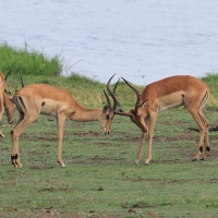 Impala zwyczajna - Aepyceros melampus - Impala